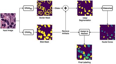 Methods for Segmentation and Classification of Digital Microscopy Tissue Images